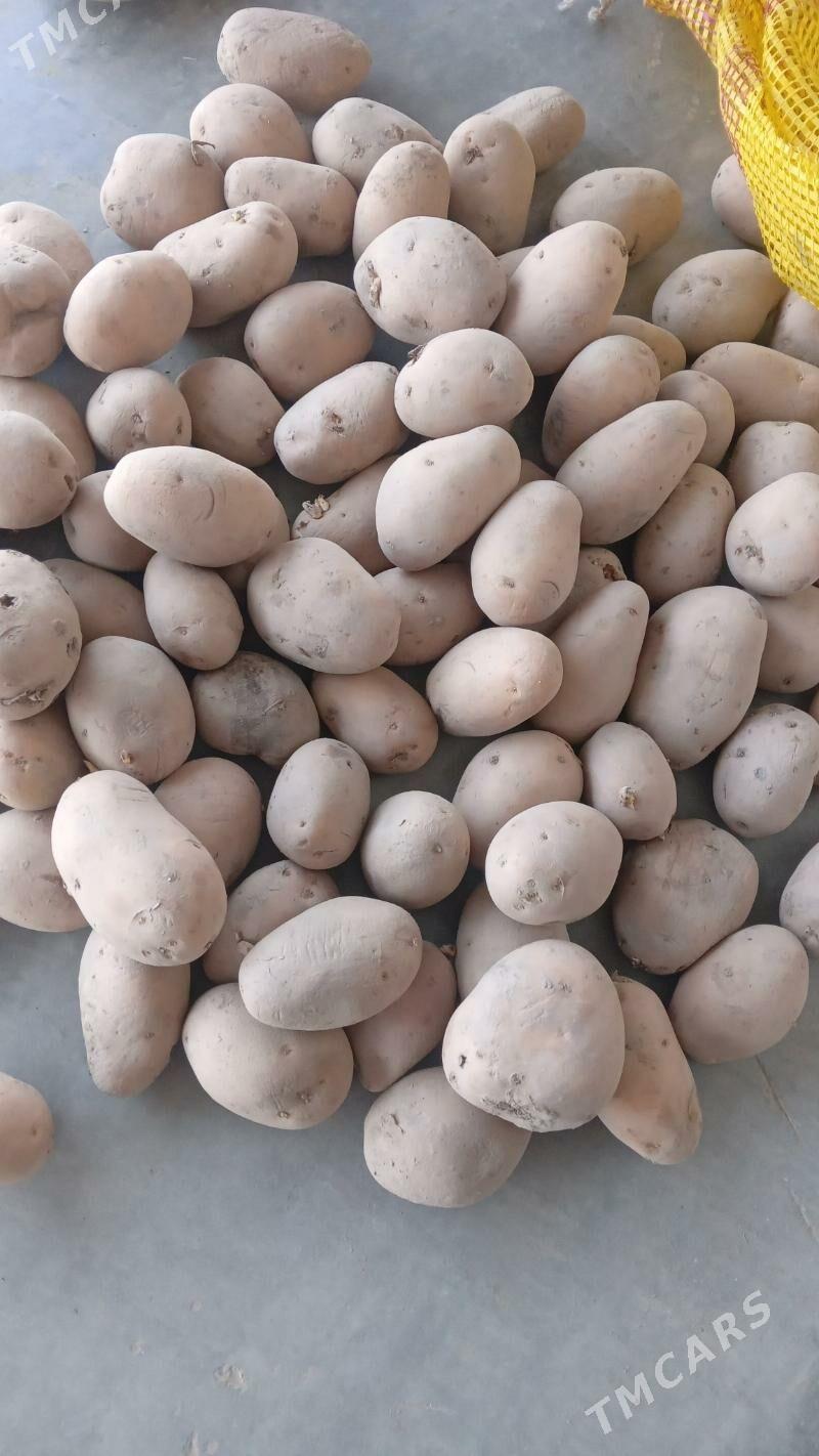 картошка  соган - Туркменабат - img 1