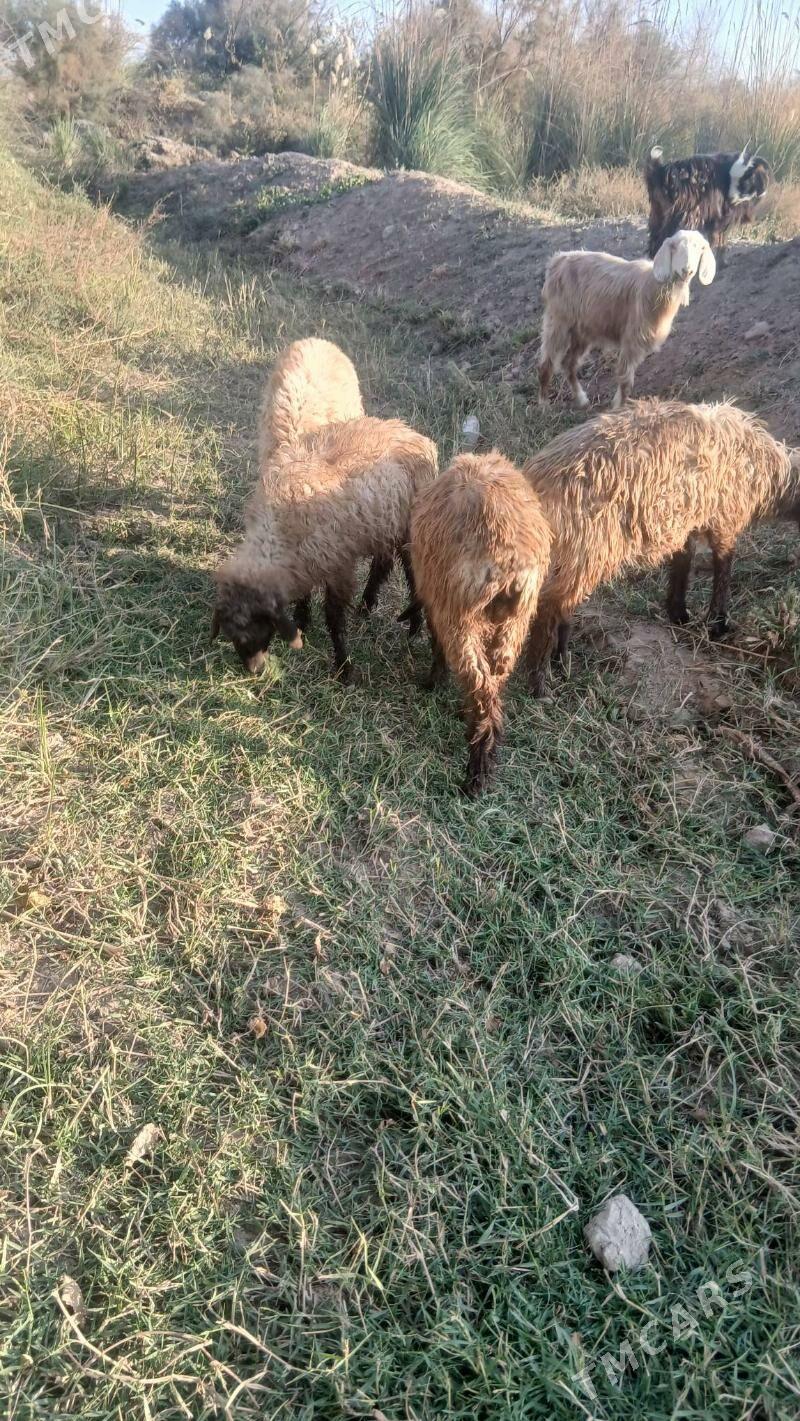 Tokly - Saýat - img 2