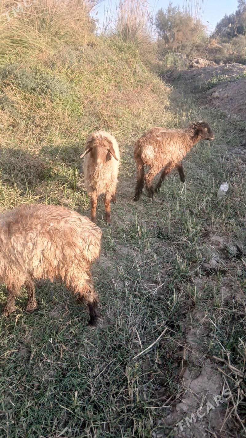 Tokly - Saýat - img 3