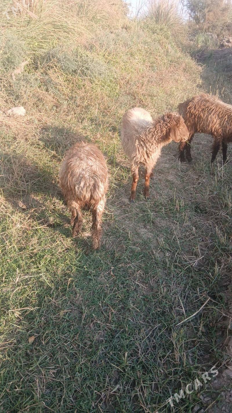 Tokly - Saýat - img 5