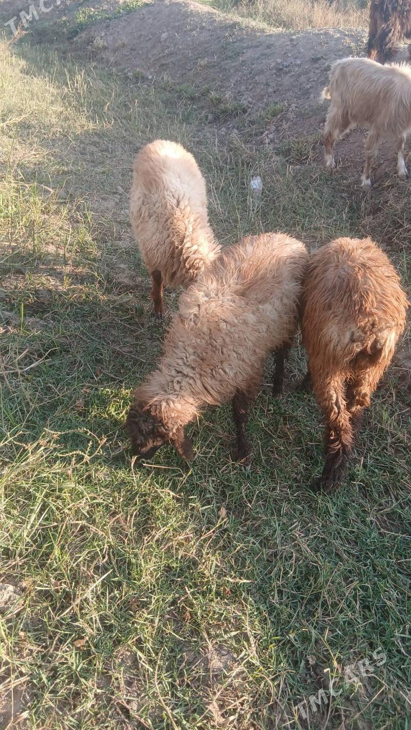 Tokly - Saýat - img 4