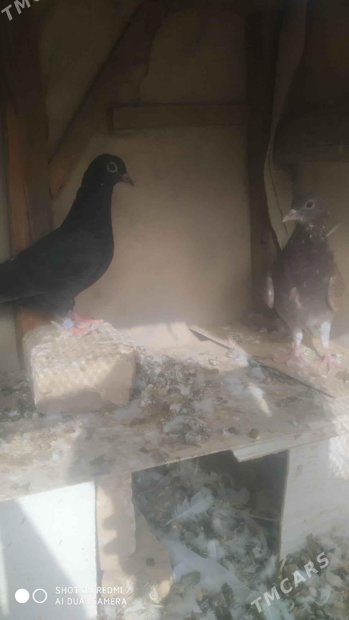 Kepderi - Sakarçäge - img 1