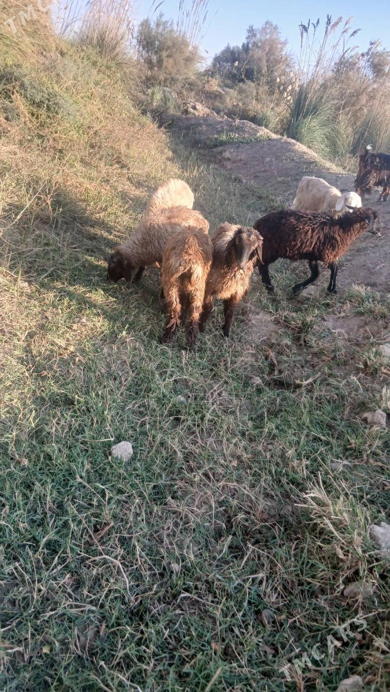 Tokly - Saýat - img 1