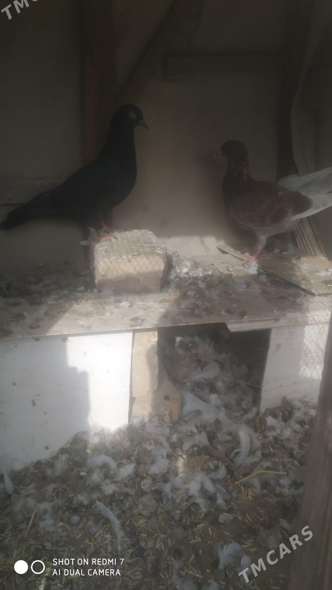 Kepderi - Sakarçäge - img 2