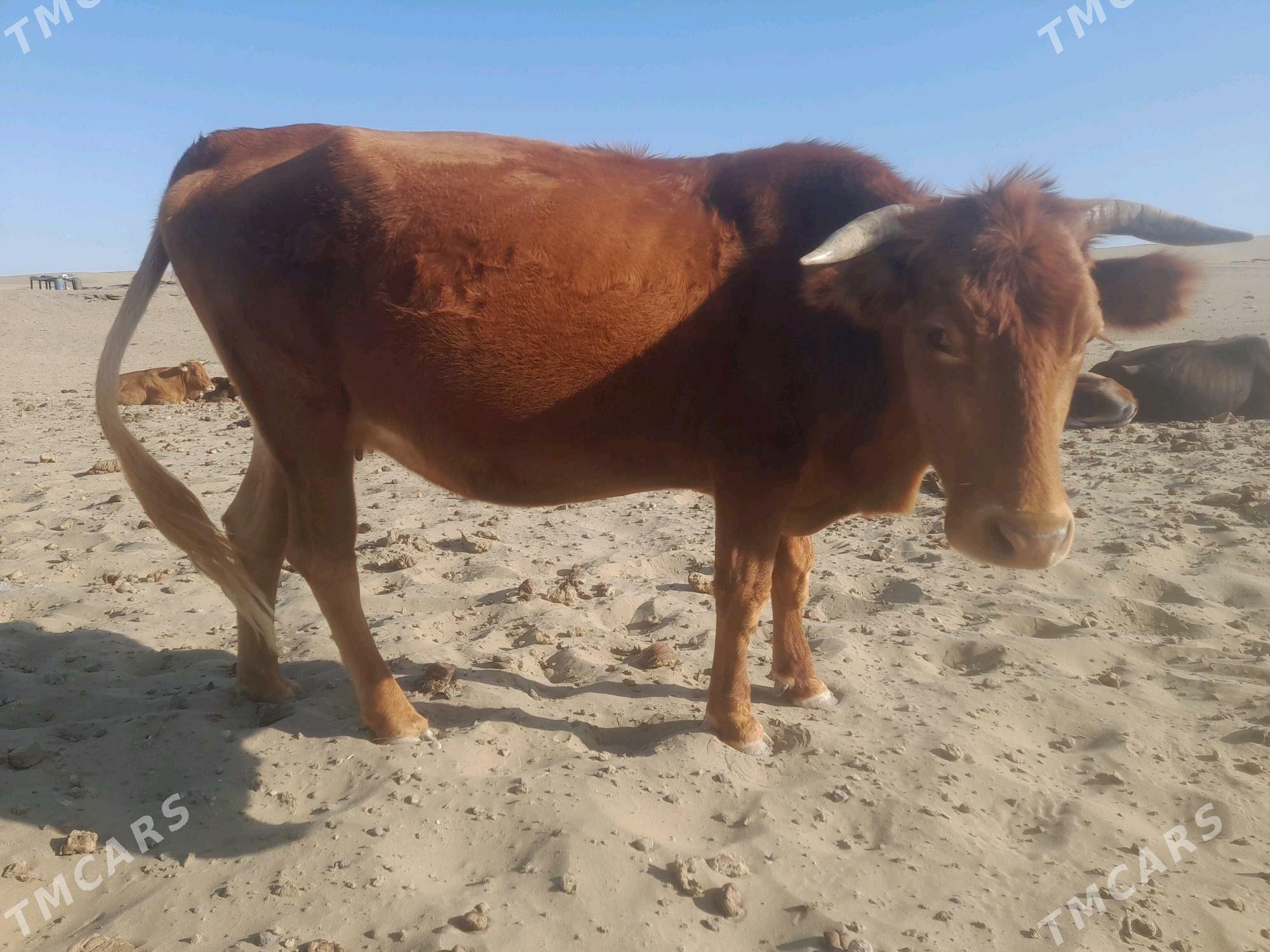 sygyr bogaz - Гумдаг - img 2