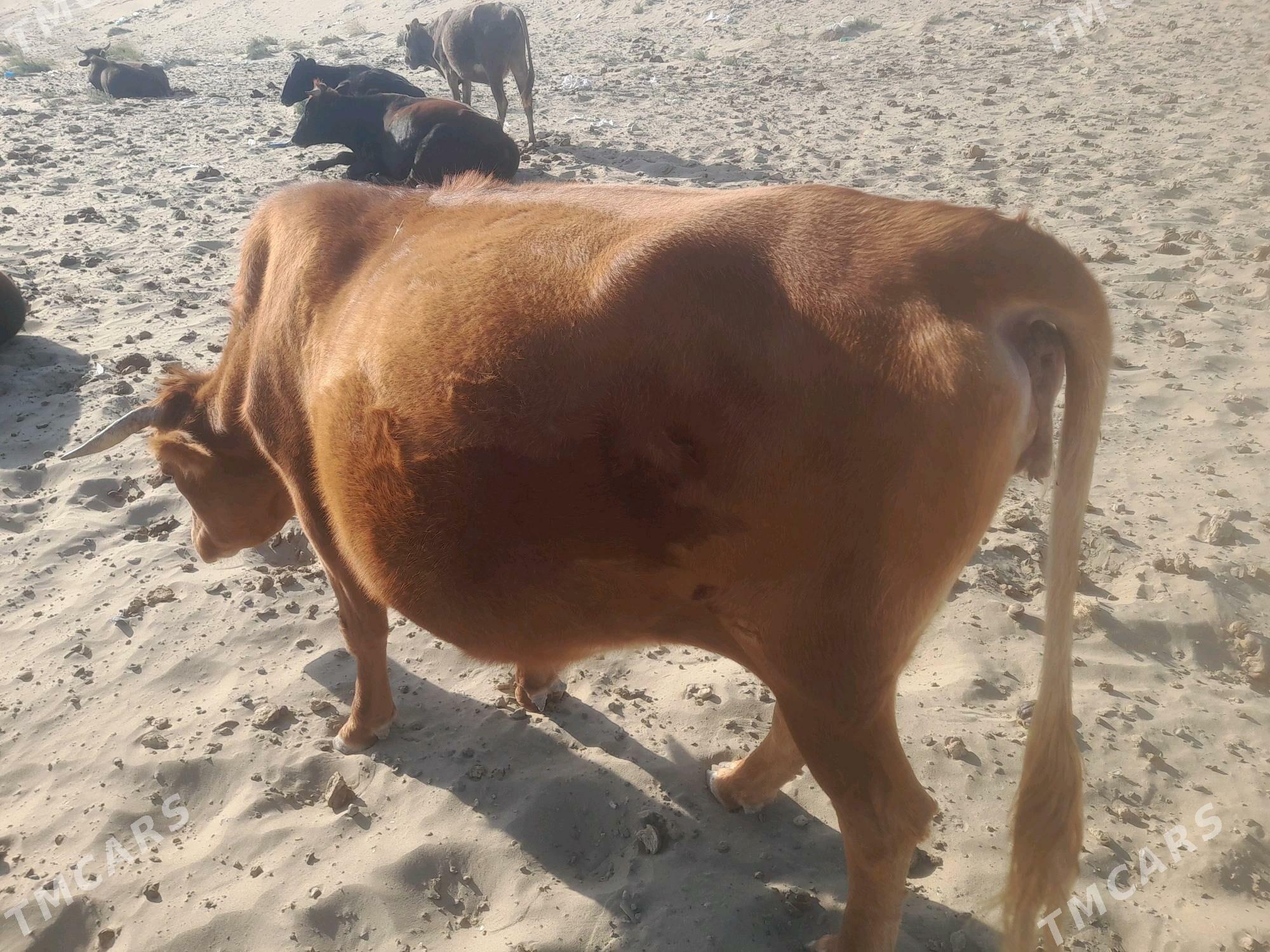 sygyr bogaz - Гумдаг - img 3