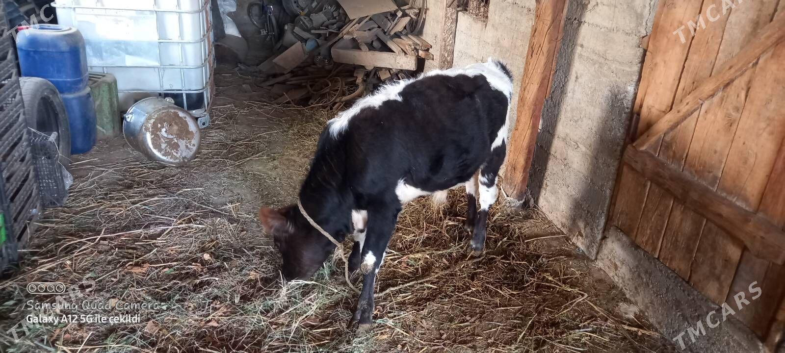 goleli sygyr - Gökdepe - img 4