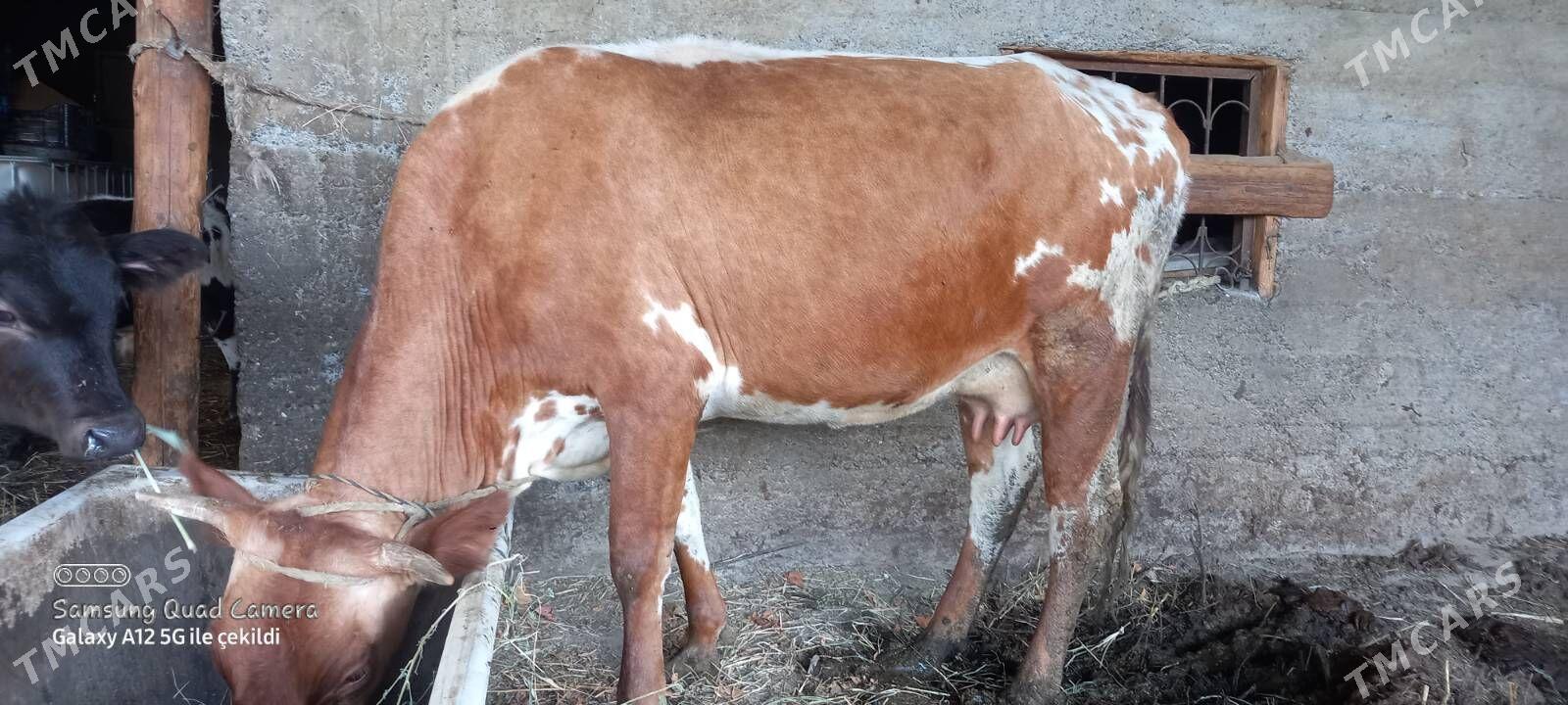 goleli sygyr - Gökdepe - img 2