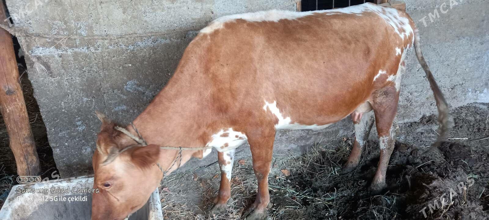 goleli sygyr - Gökdepe - img 1