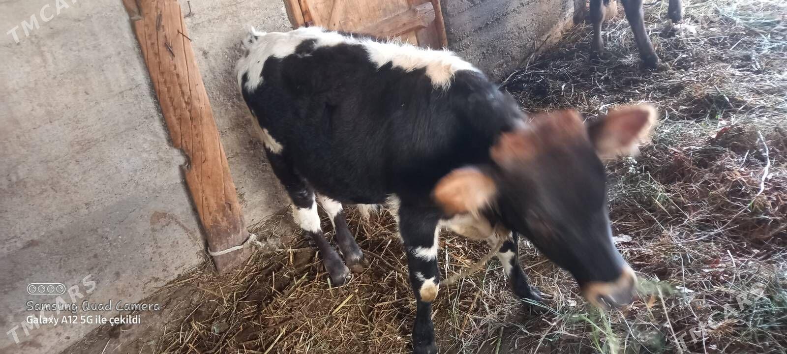 goleli sygyr - Gökdepe - img 3