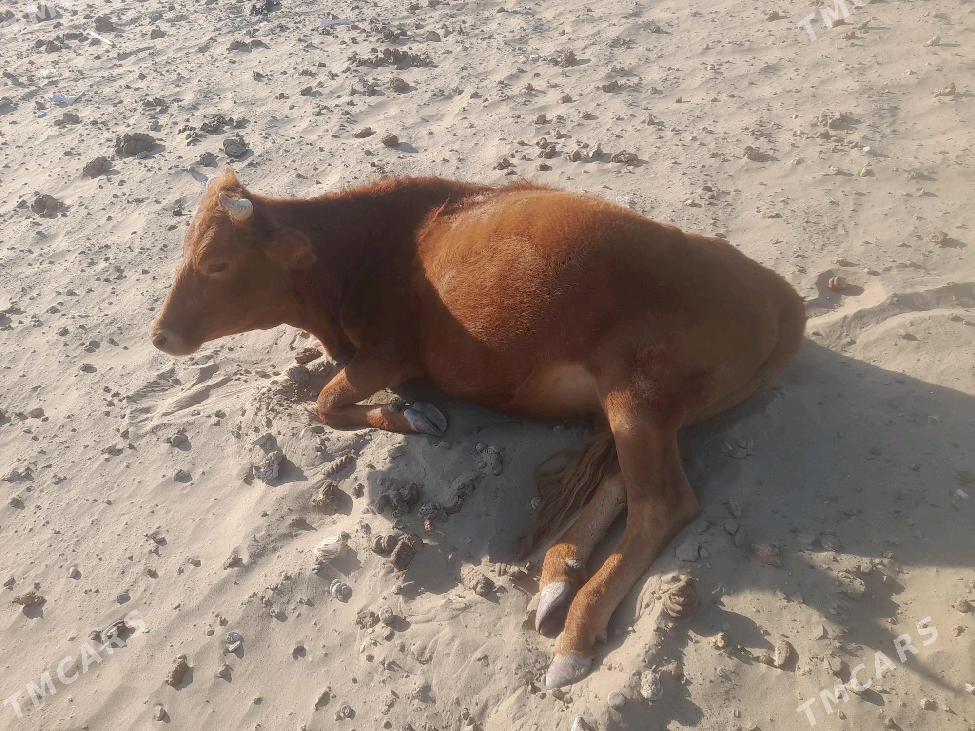 sygyr - Gumdag - img 2