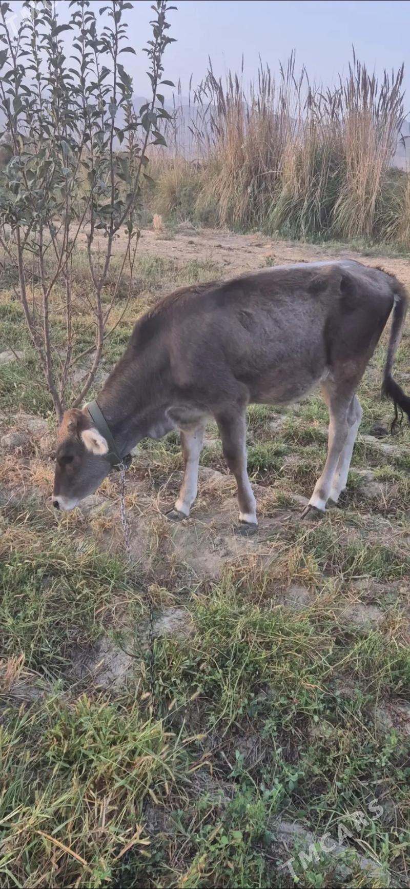 tuwe - Bäherden - img 4