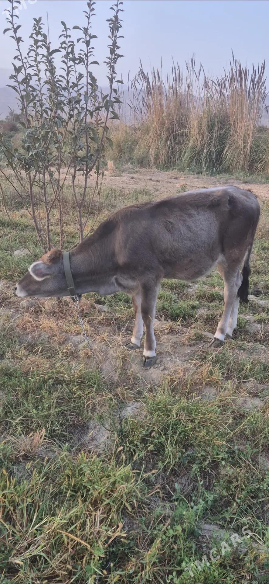tuwe - Bäherden - img 3
