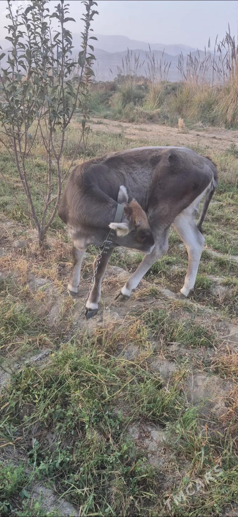 tuwe - Bäherden - img 2