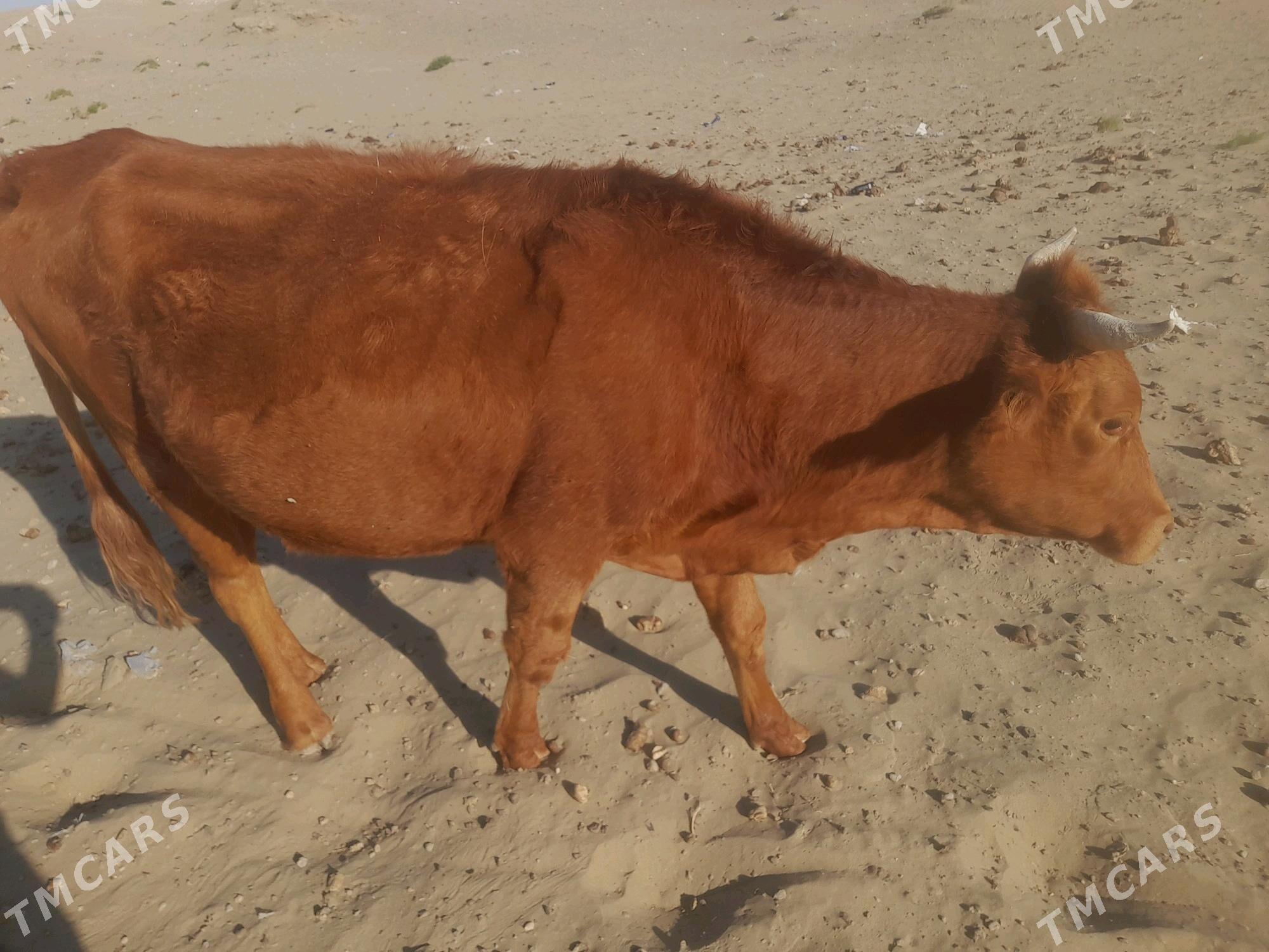 sygyr - Gumdag - img 3