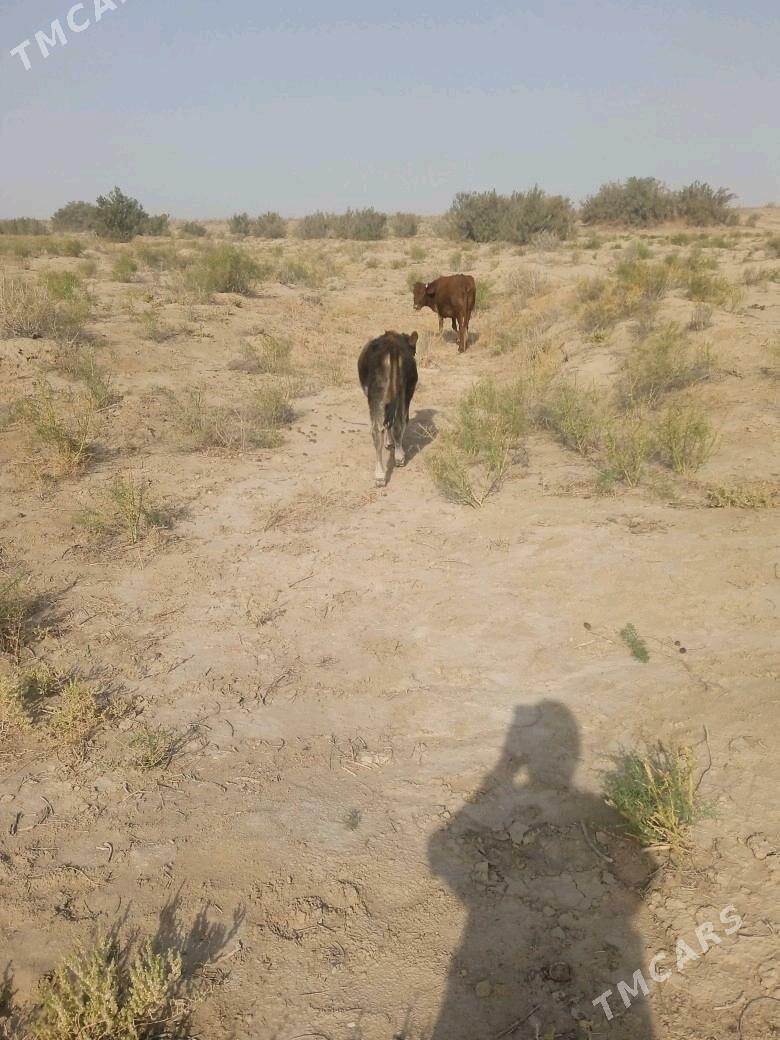 Göle - Гумдаг - img 3