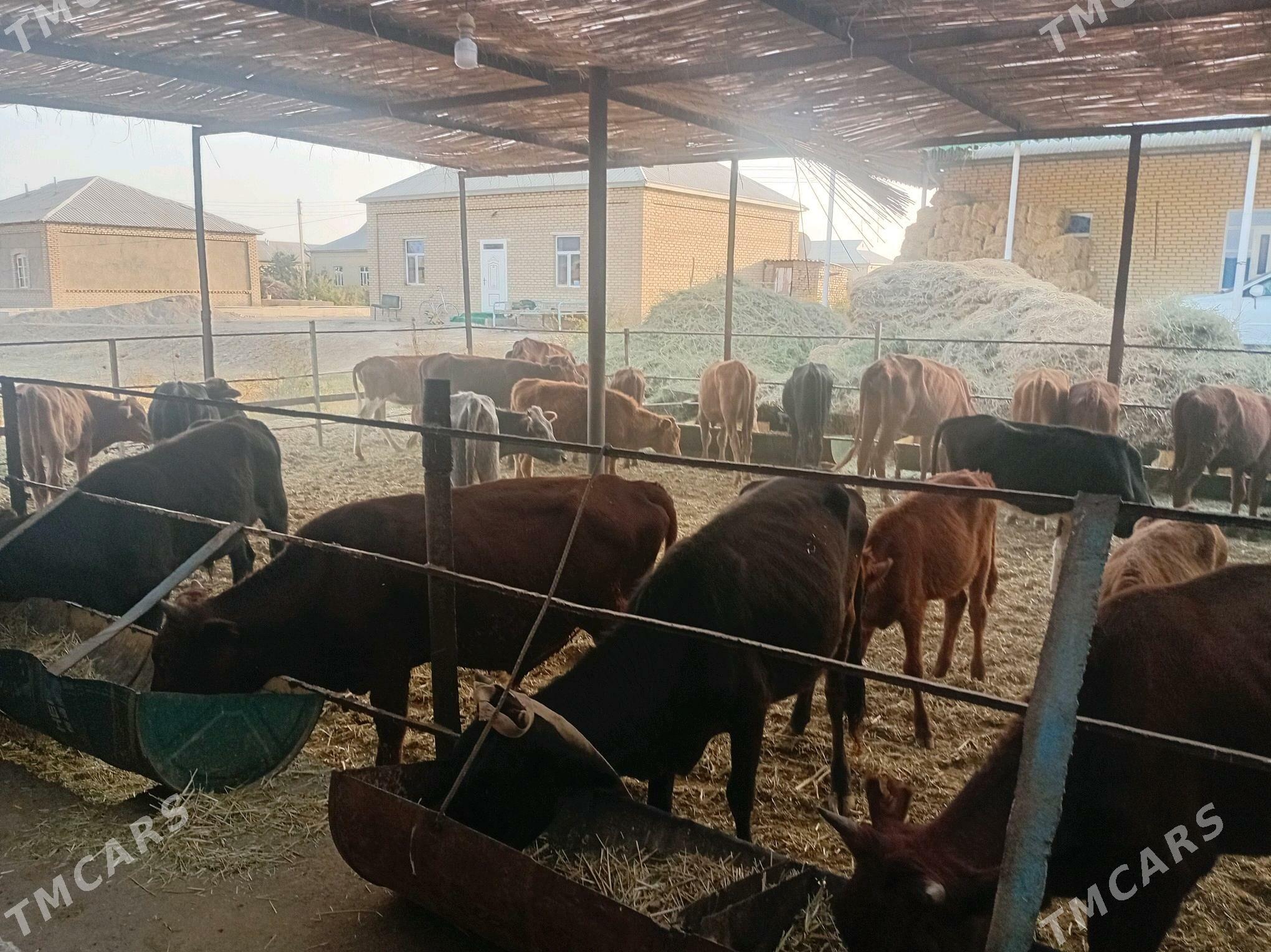 göleler ve sygyrlar - Мары - img 2