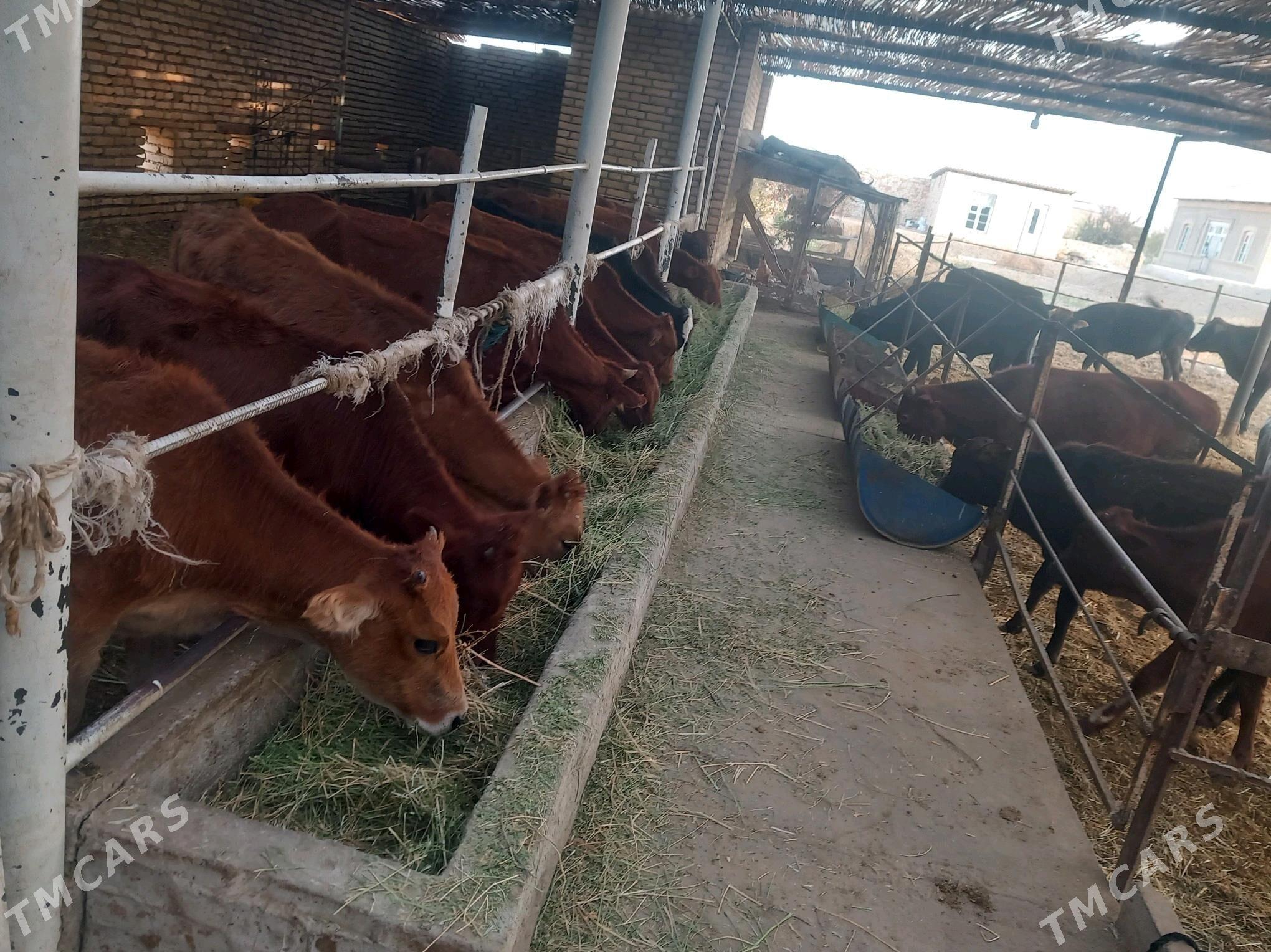 göleler ve sygyrlar - Мары - img 3