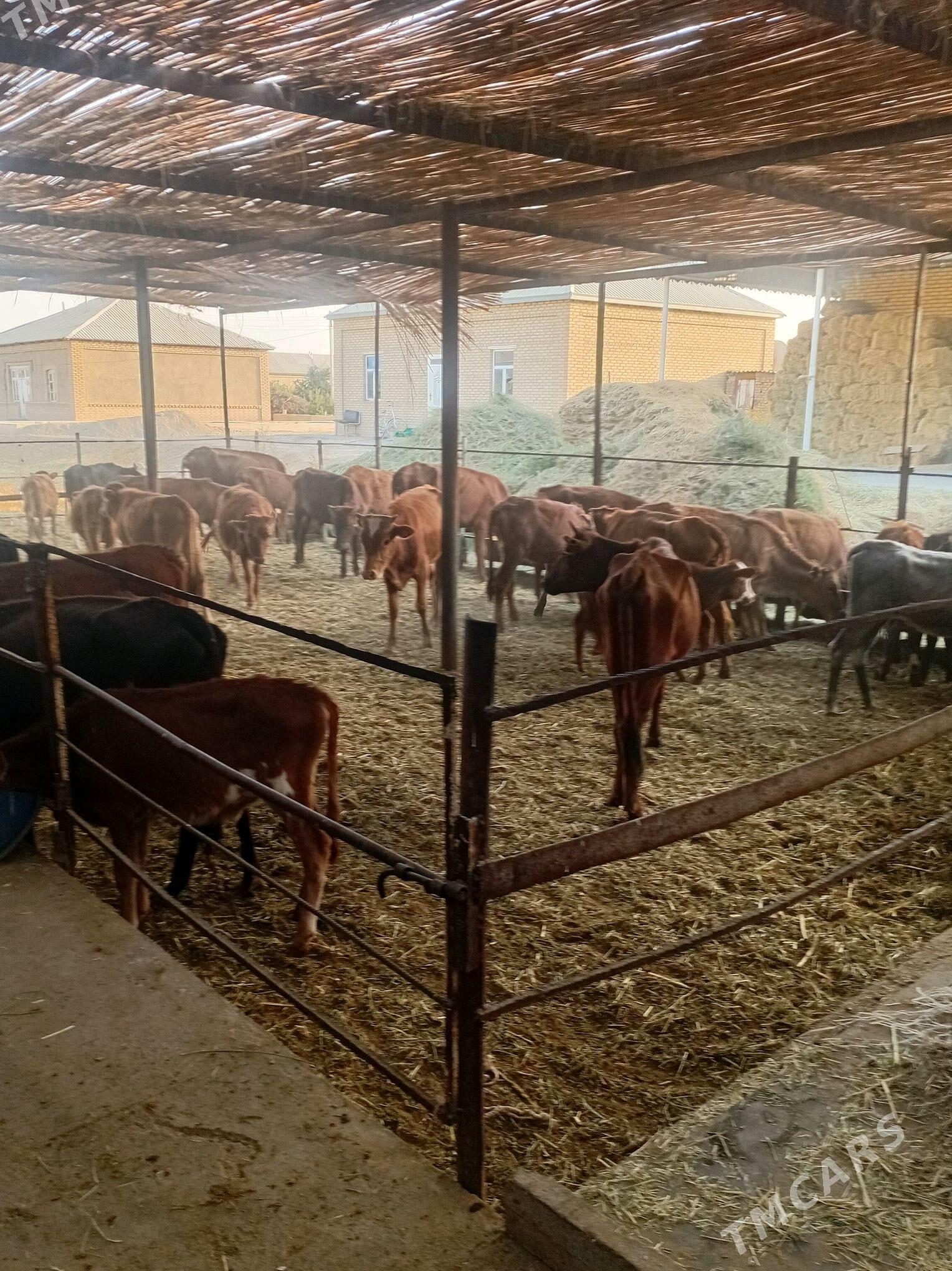 göleler ve sygyrlar - Mary - img 1