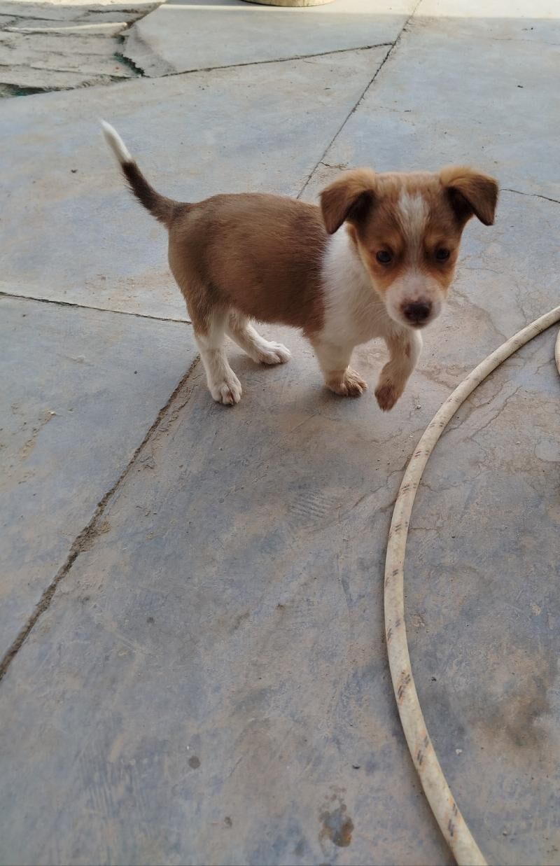 щенки гужуклер - Baýramaly - img 5