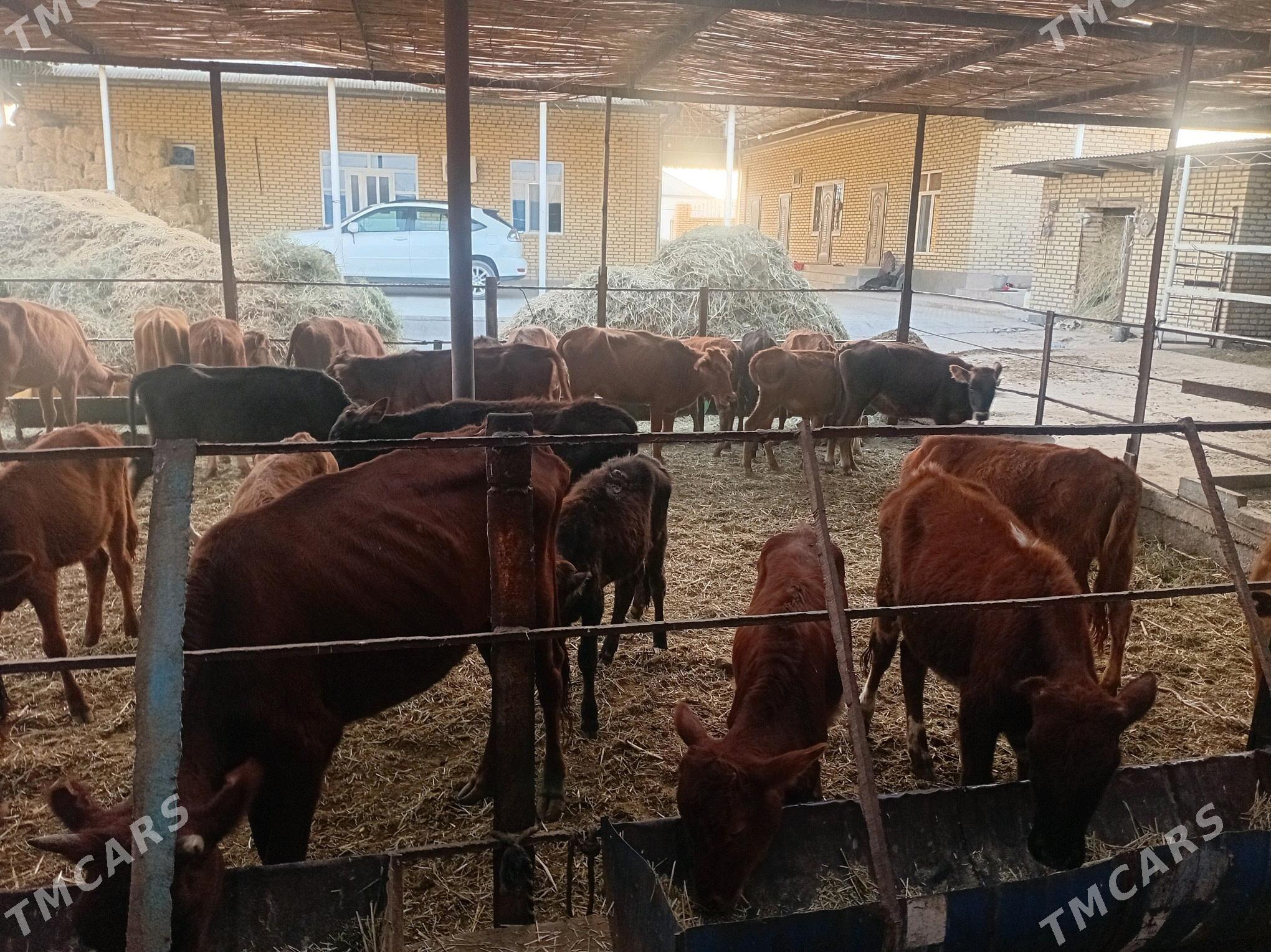 göleler ve sygyrlar - Мары - img 4