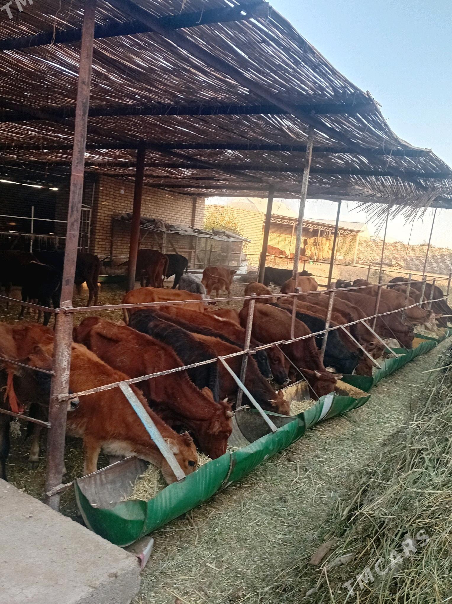 göleler ve sygyrlar - Мары - img 5