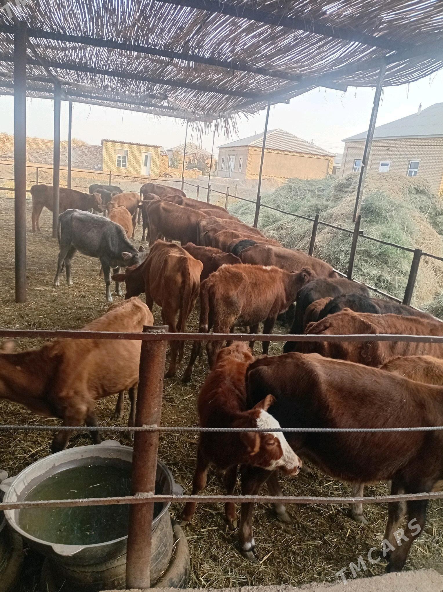 göleler ve sygyrlar - Мары - img 6