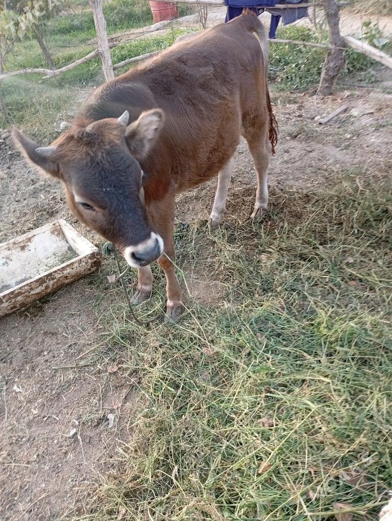 Tuwe - Гёкдепе - img 2