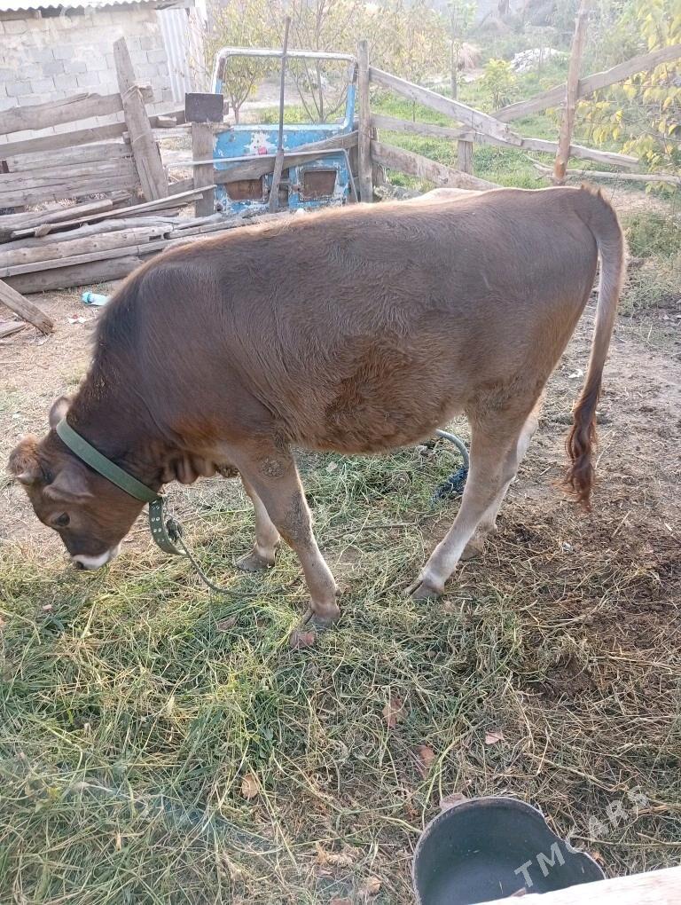 Tuwe - Гёкдепе - img 3