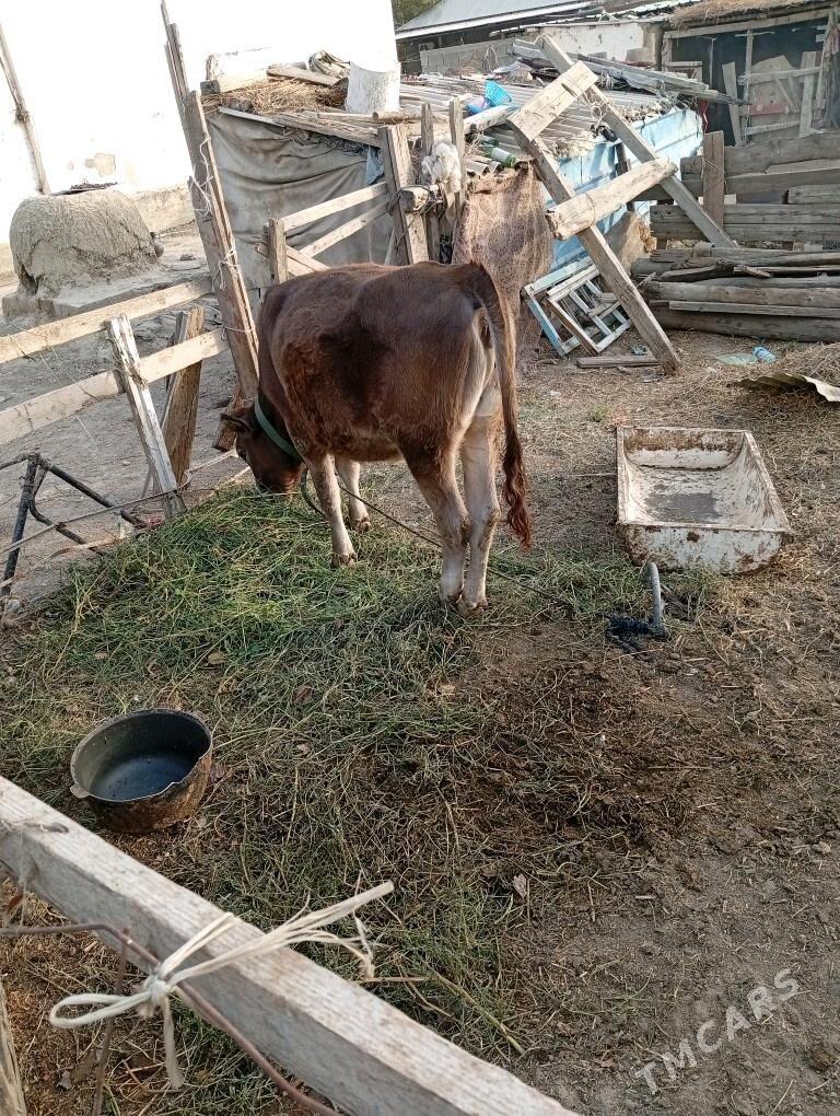 Tuwe - Гёкдепе - img 1