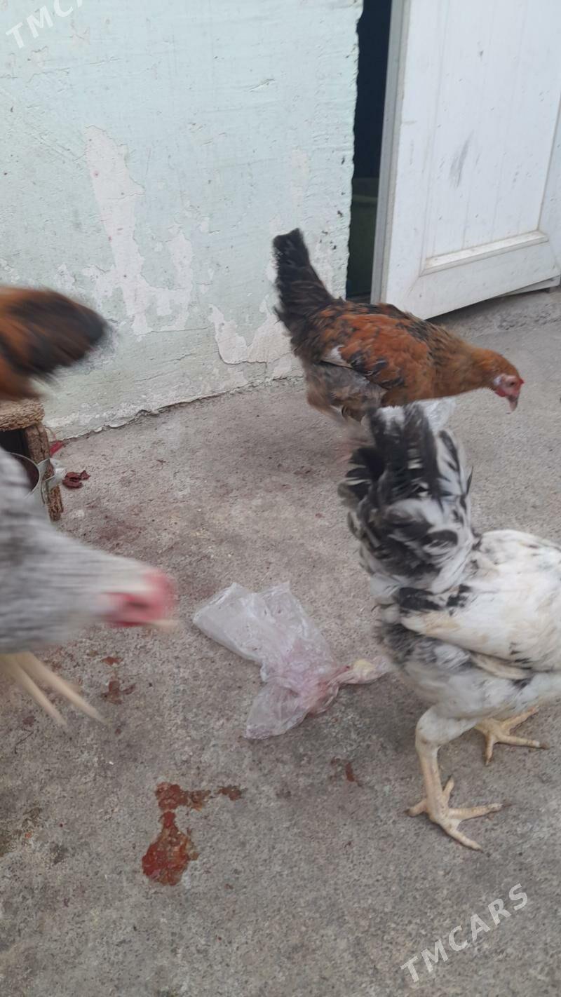 Towuk jûje 6 aý bolon - Хитровка - img 3