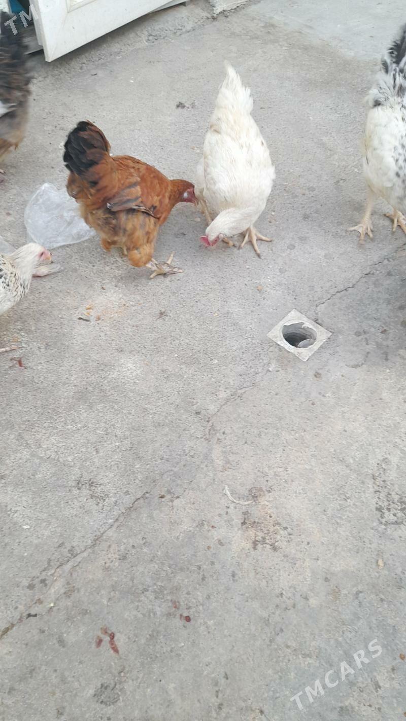 Towuk jûje 6 aý bolon - Хитровка - img 4