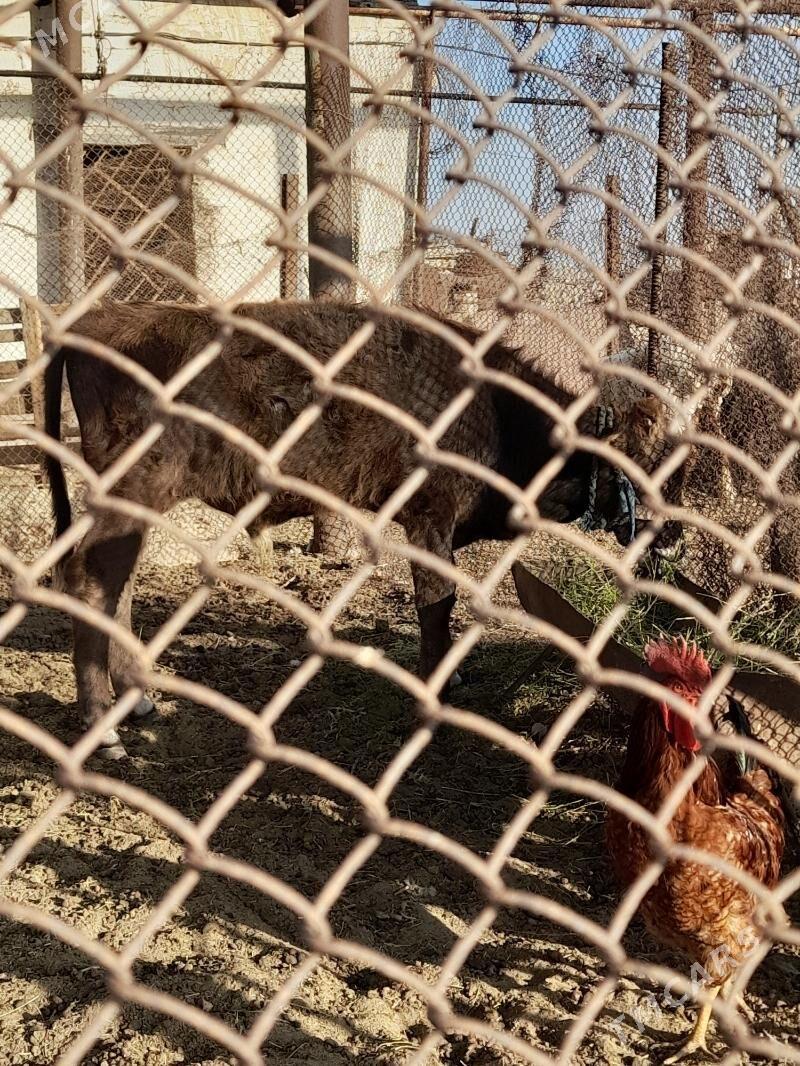 Tana - Гумдаг - img 1