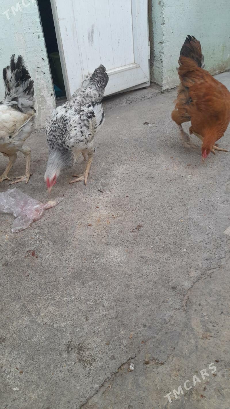 Towuk jûje 6 aý bolon - Хитровка - img 2