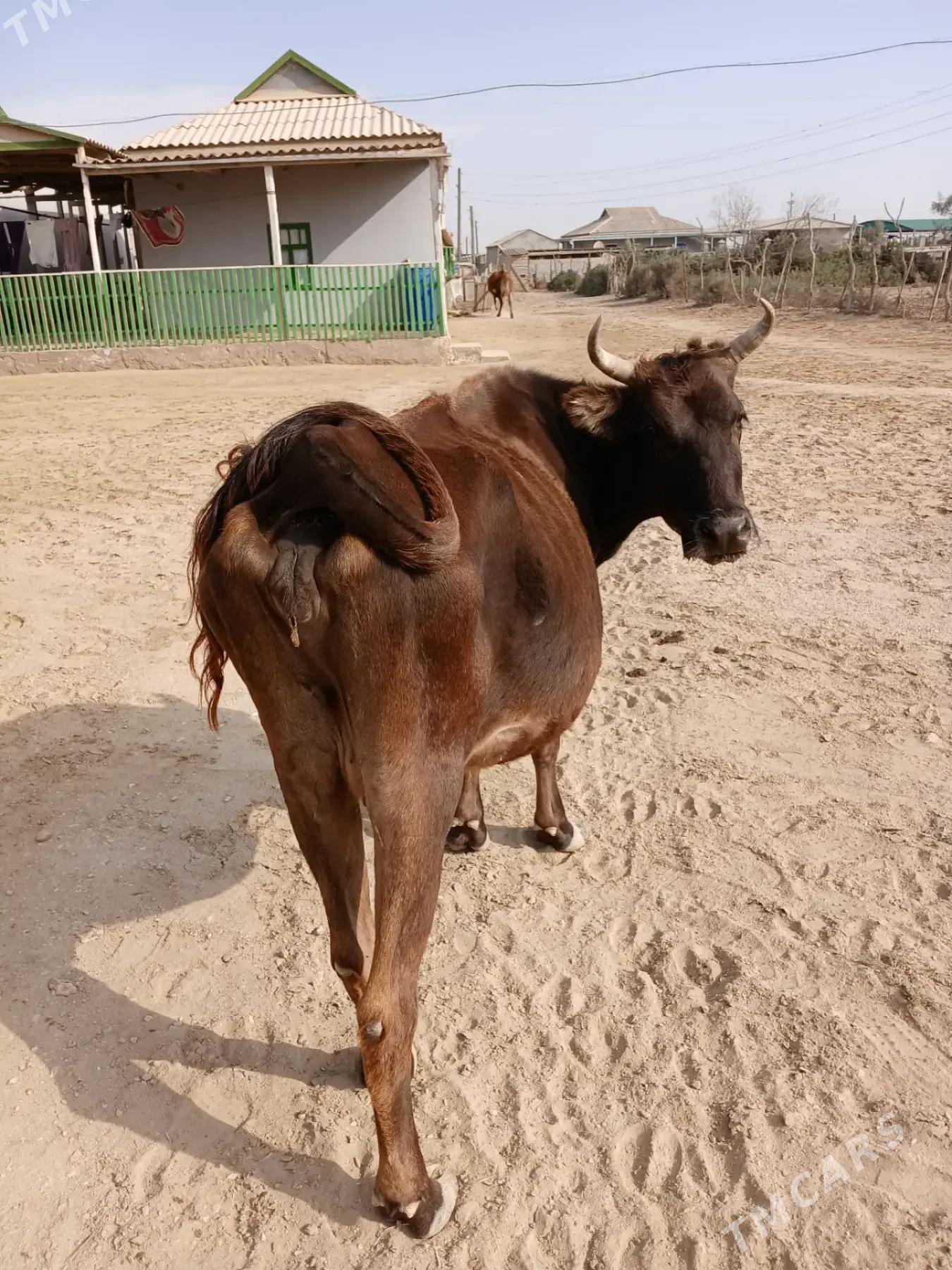 golesiz sygyr - Эсенгулы - img 2