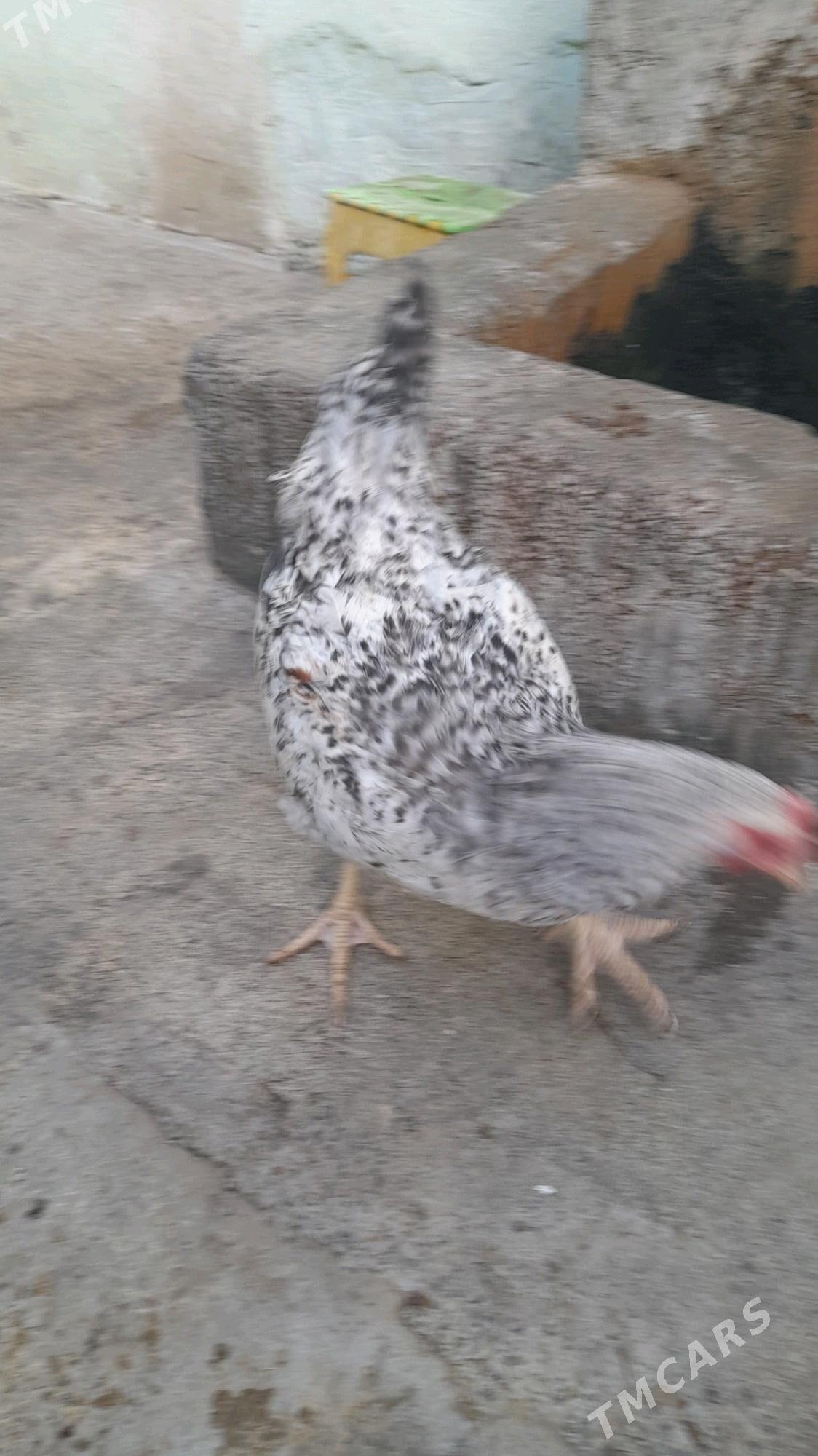 Towuk jûje 6 aý bolon - Хитровка - img 5