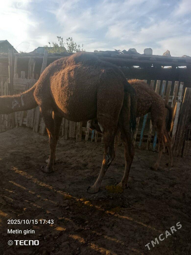 torumly duye - Bereket - img 1