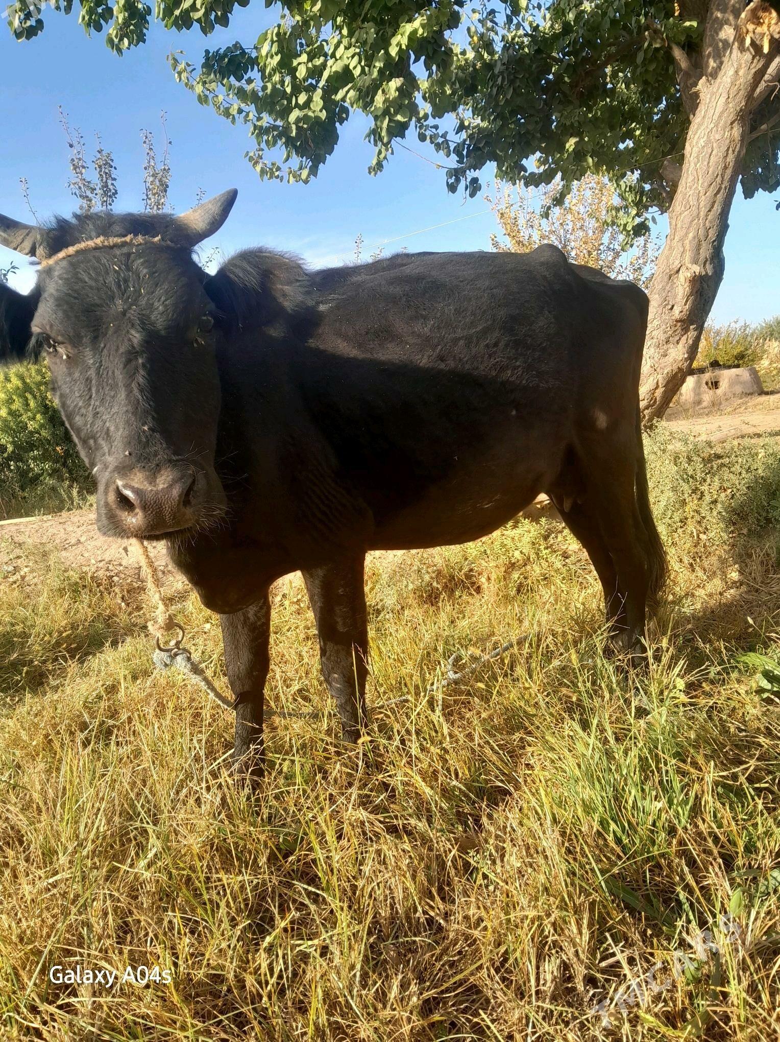 sygyr - Гороглы (Тагта) - img 5