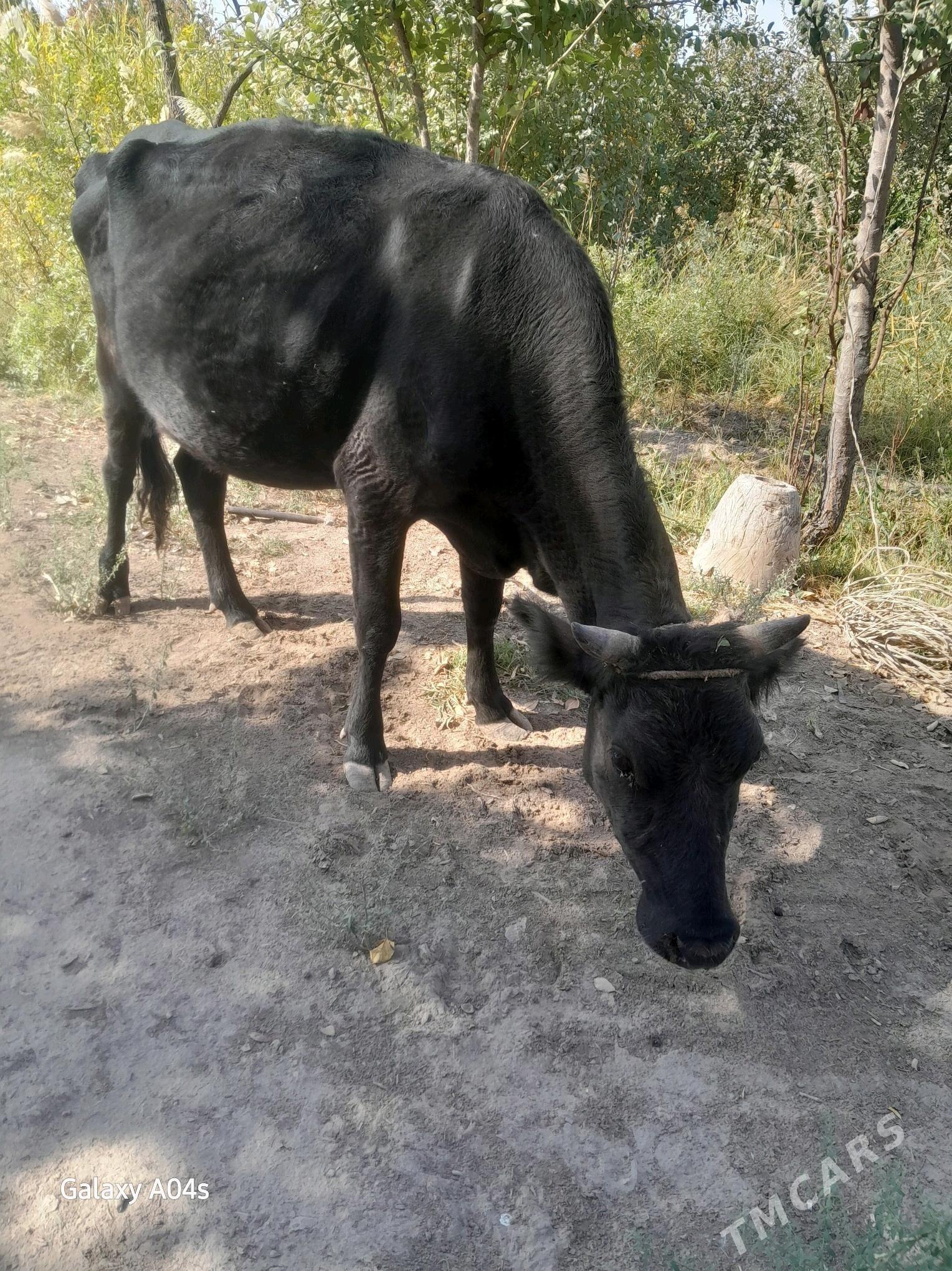 sygyr - Гороглы (Тагта) - img 4