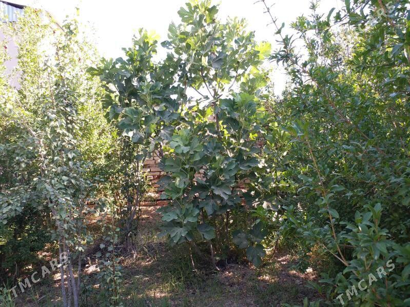 Дача - Мары - img 8