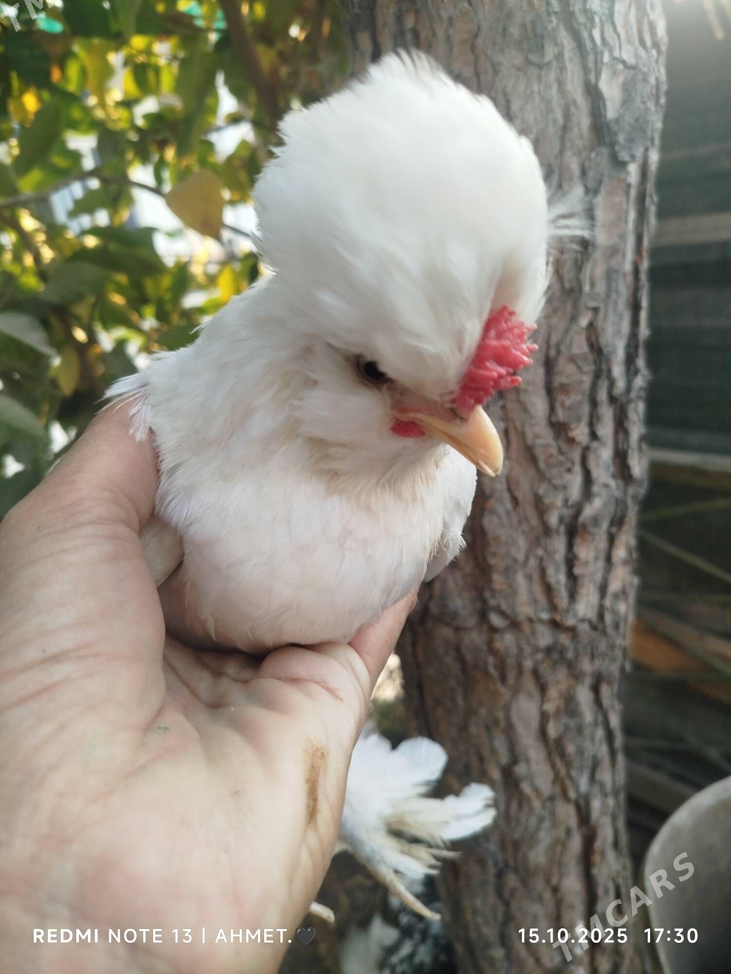 японский - Türkmenabat - img 1