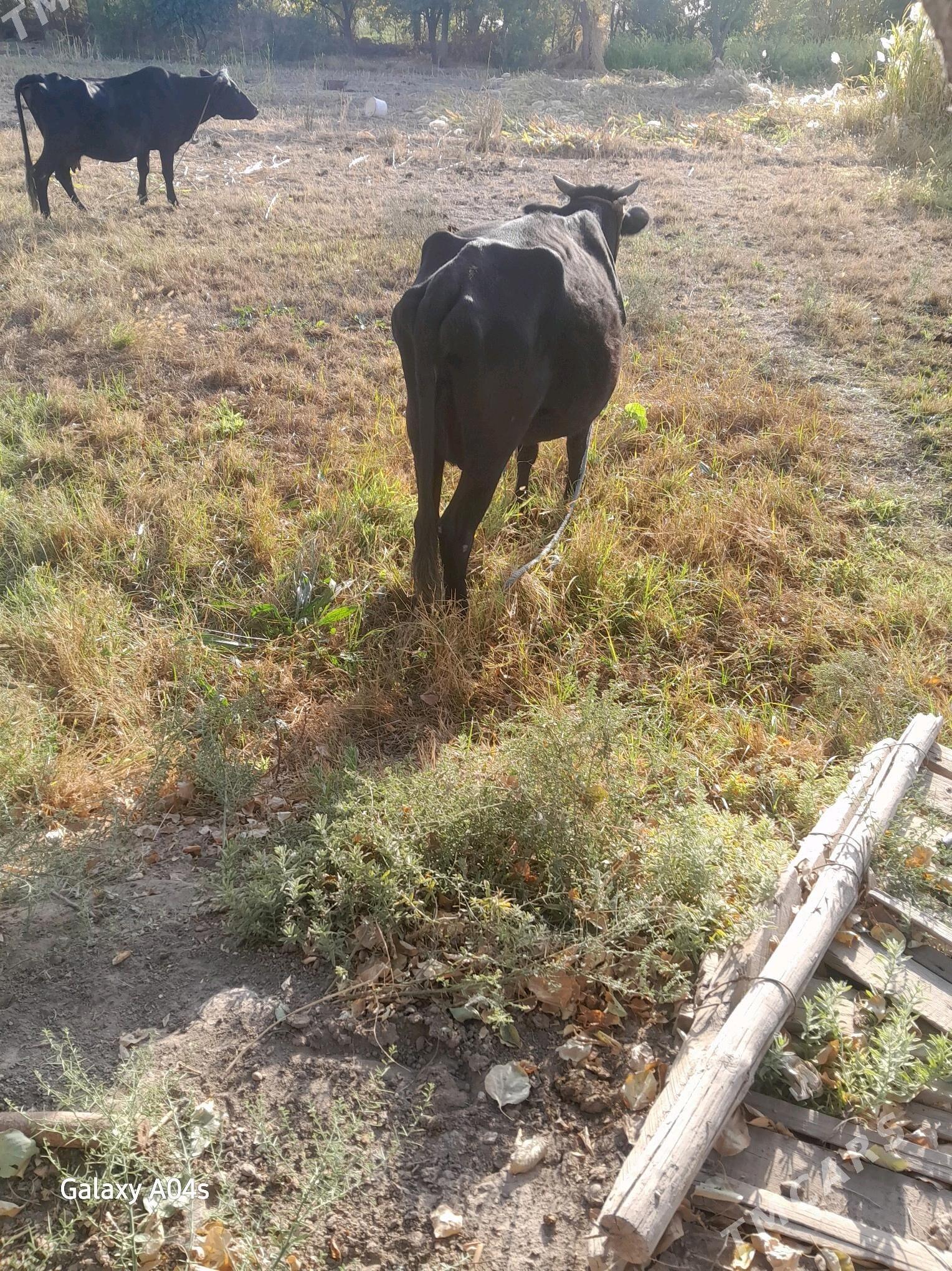 sygyr - Гороглы (Тагта) - img 1