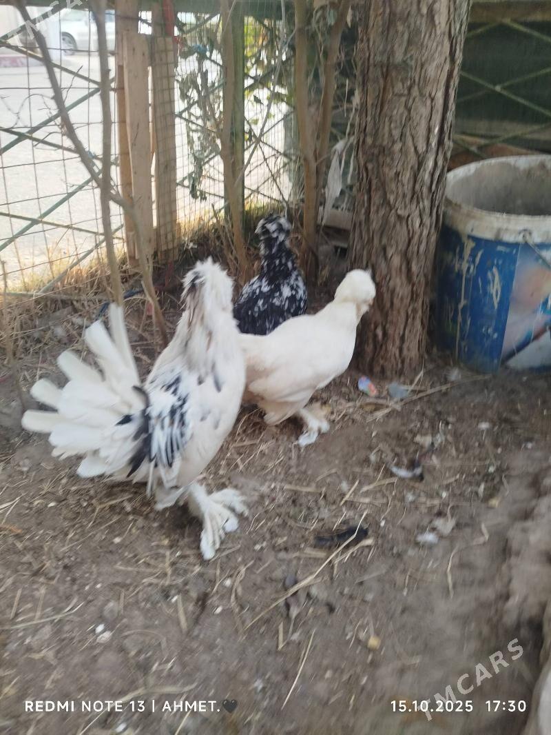 японский - Türkmenabat - img 6