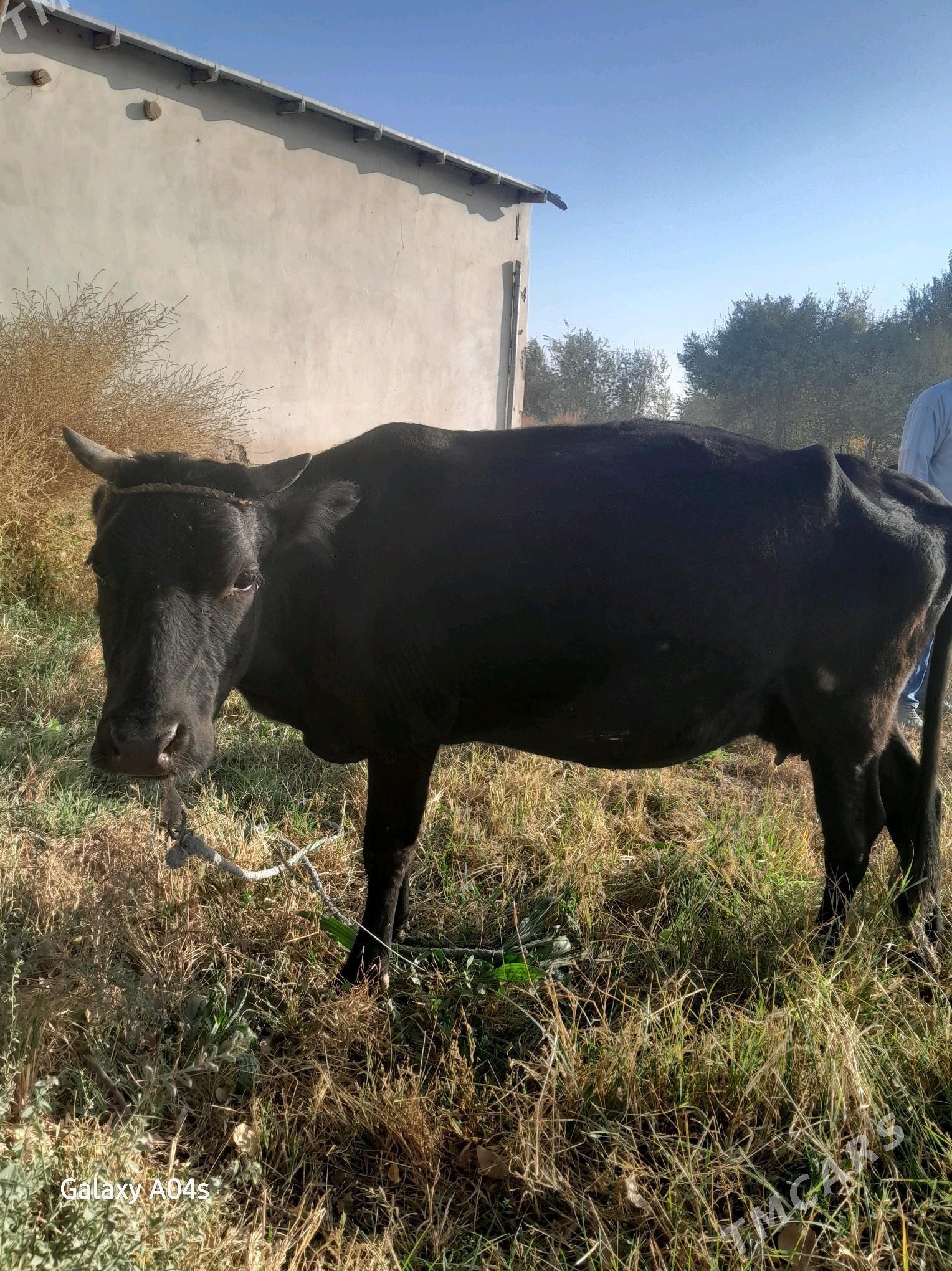 sygyr - Гороглы (Тагта) - img 2