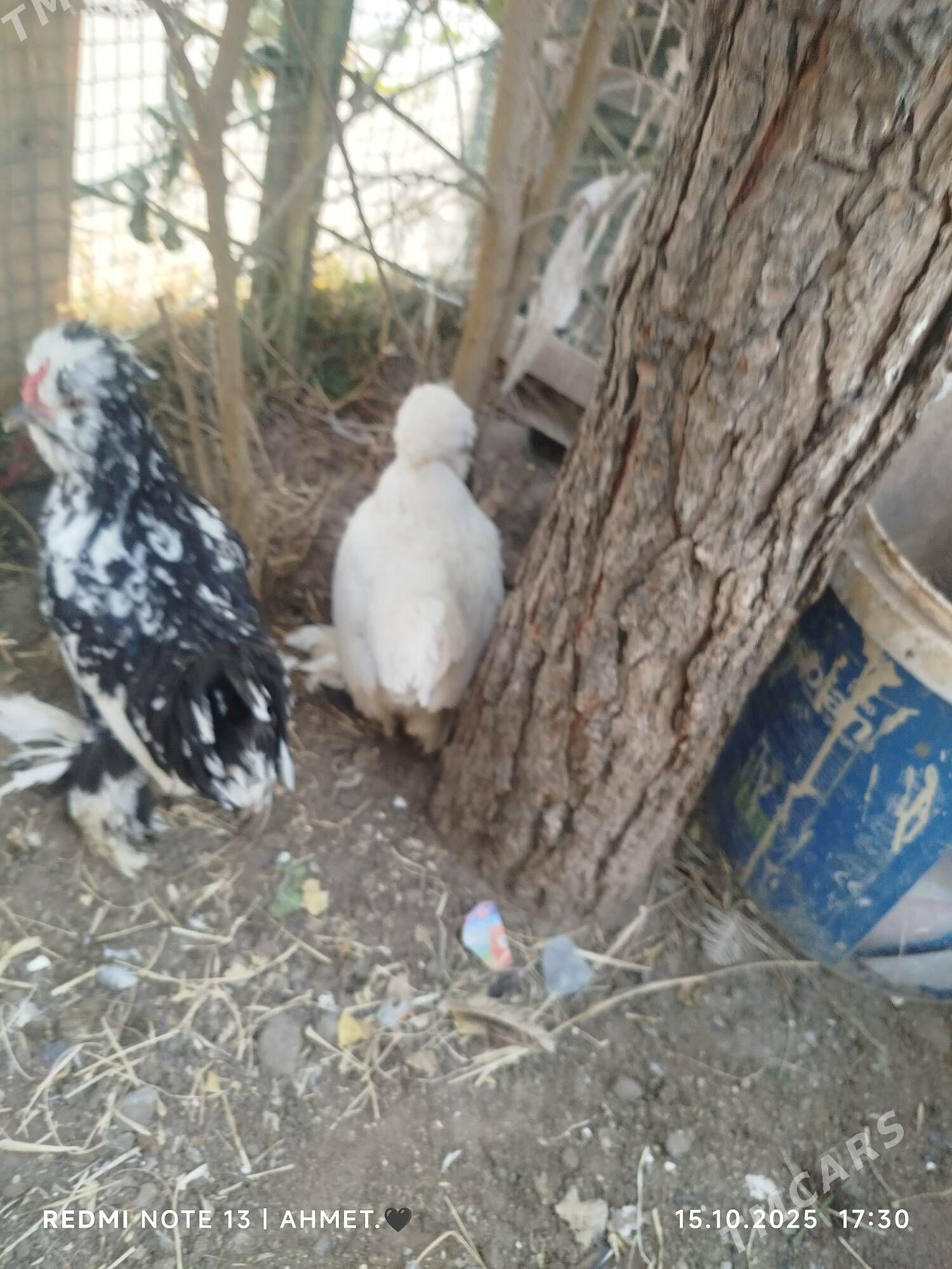 японский - Türkmenabat - img 3