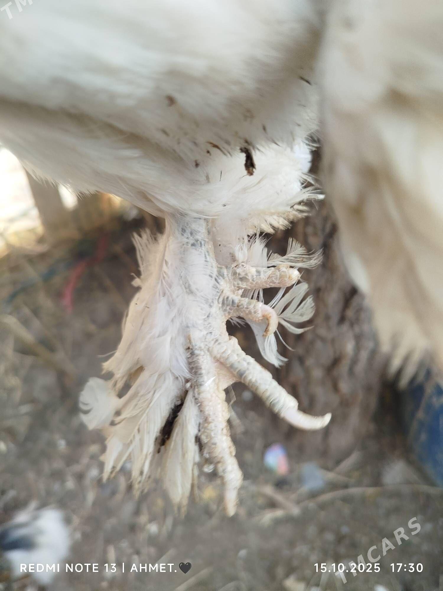 японский - Türkmenabat - img 4