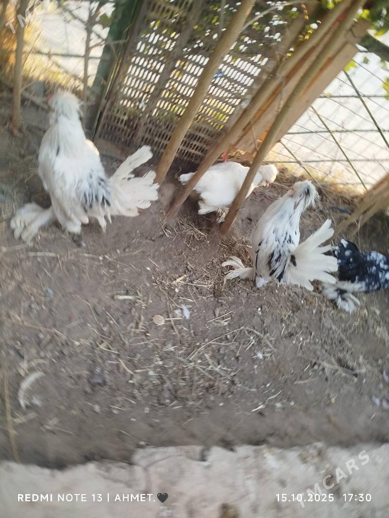 японский - Türkmenabat - img 2