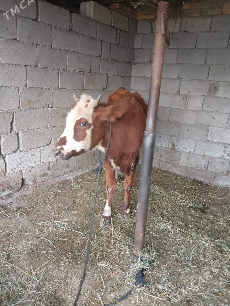 Tuwe - Aşgabat - img 3