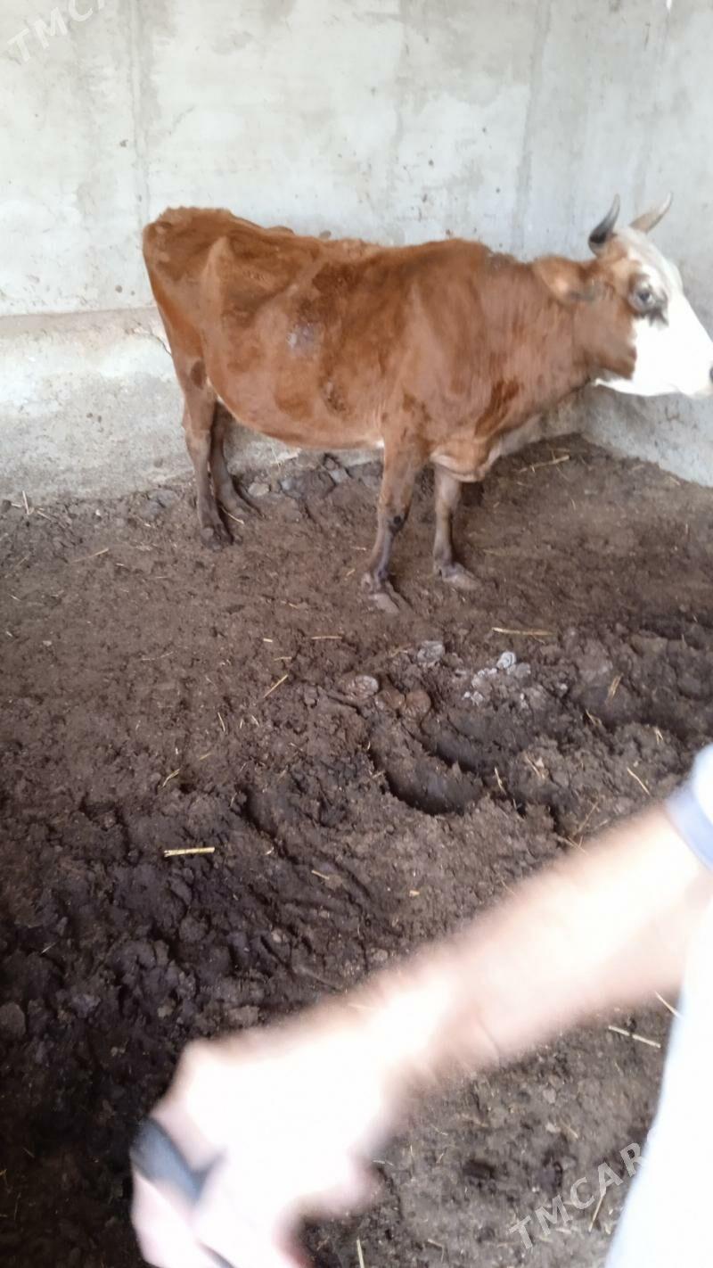 Светлые Сыгыр сыгвр тухум - Aşgabat - img 2