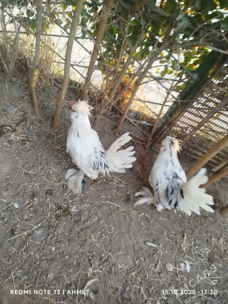 японский - Türkmenabat - img 7